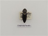 藏品(叩頭蟲(1))的圖片